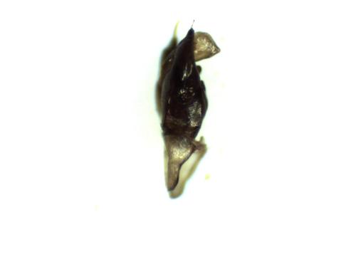 Réf. 334 433 : Hylaeus dilatatus